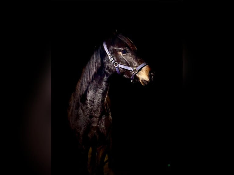 Hanoverian Mare 1 year 16.1 hh Bay-Dark in Żory