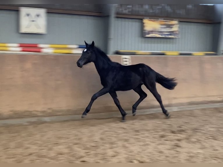 Hanoverian Mare 1 year 16,1 hh Black in Achim