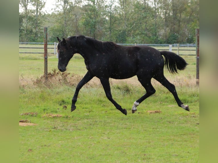 Hanoverian Mare 1 year 16,1 hh Black in Neustadt-Glewe