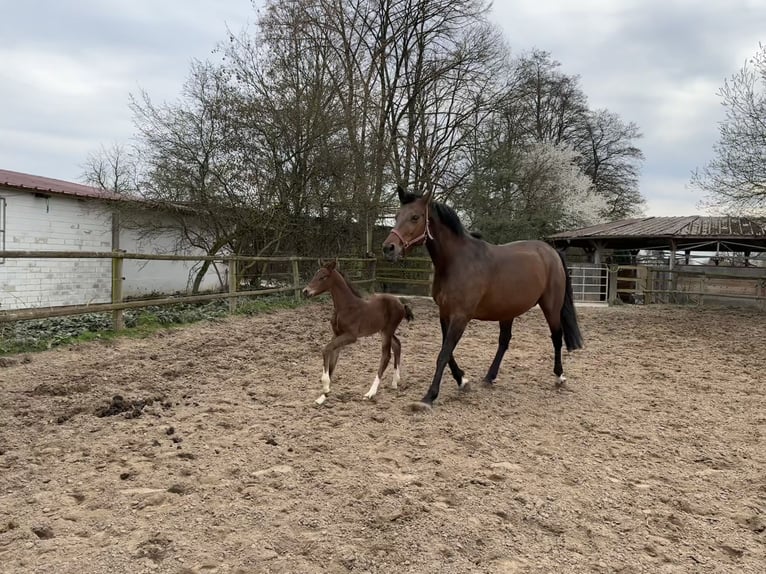 Hanoverian Mare 1 year 16,1 hh Brown in Babenhausen