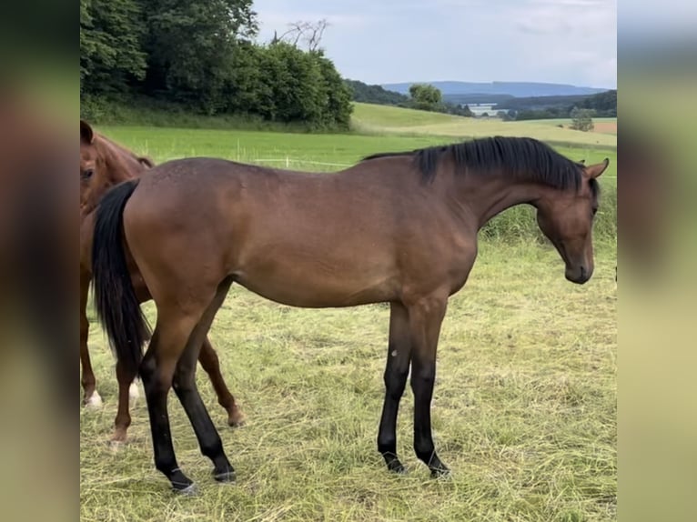 Hanoverian Mare 1 year 16,1 hh Brown in Münchhausen