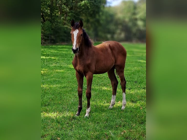Hanoverian Mare 1 year 16,1 hh Brown in Hesel