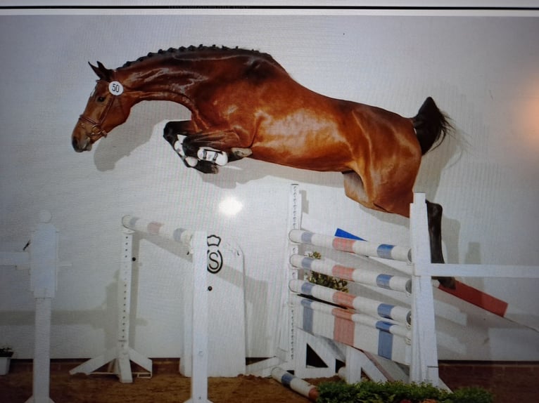 Hanoverian Mare 1 year 16,1 hh Brown in Hesel