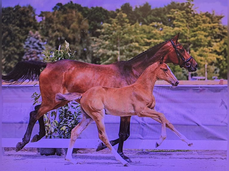 Hanoverian Mare 1 year 16,1 hh Brown in Hesel