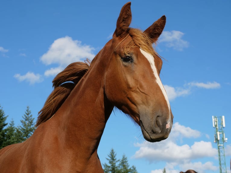 Hanoverian Mare 1 year 16,1 hh Chestnut in Trois-Ponts