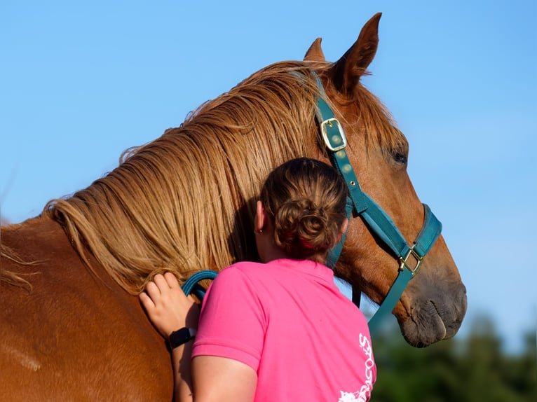 Hanoverian Mare 1 year 16,1 hh Chestnut in Trois-Ponts