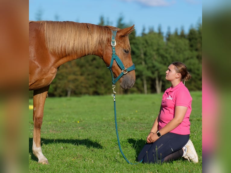 Hanoverian Mare 1 year 16,1 hh Chestnut in Trois-Ponts