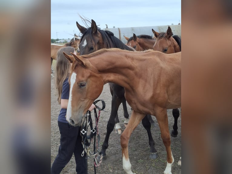 Hanoverian Mare 1 year 16,1 hh Chestnut-Red in Lutherstadt Wittenberg