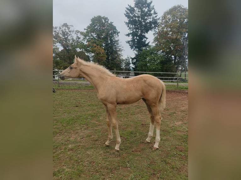 Hanoverian Mare 1 year 16.1 hh Palomino in Weiskirchen