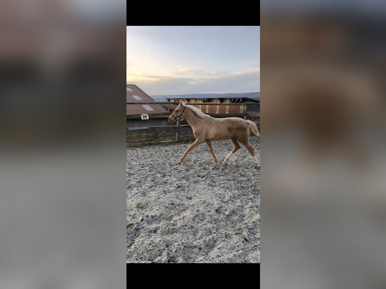 Hanoverian Mare 1 year 16.1 hh Palomino in Weiskirchen