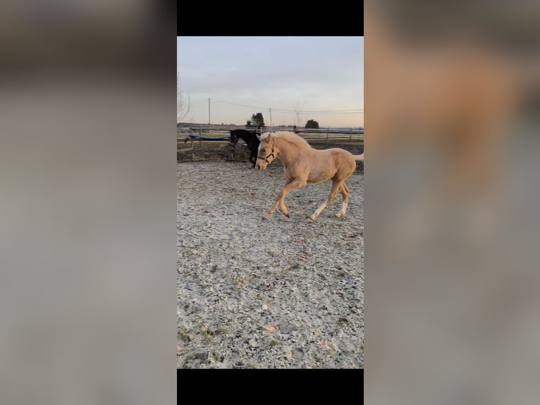 Hanoverian Mare 1 year 16.1 hh Palomino in Weiskirchen