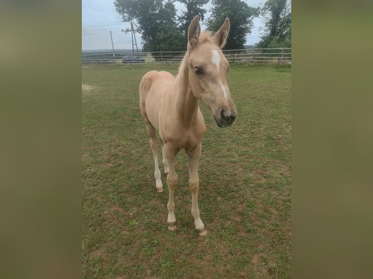 Hanoverian Mare 1 year 16.1 hh Palomino in Weiskirchen