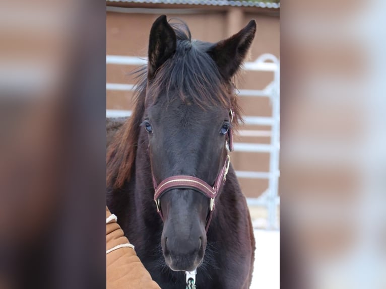 Hanoverian Mare 1 year 16,1 hh Smoky-Black in Sinntal