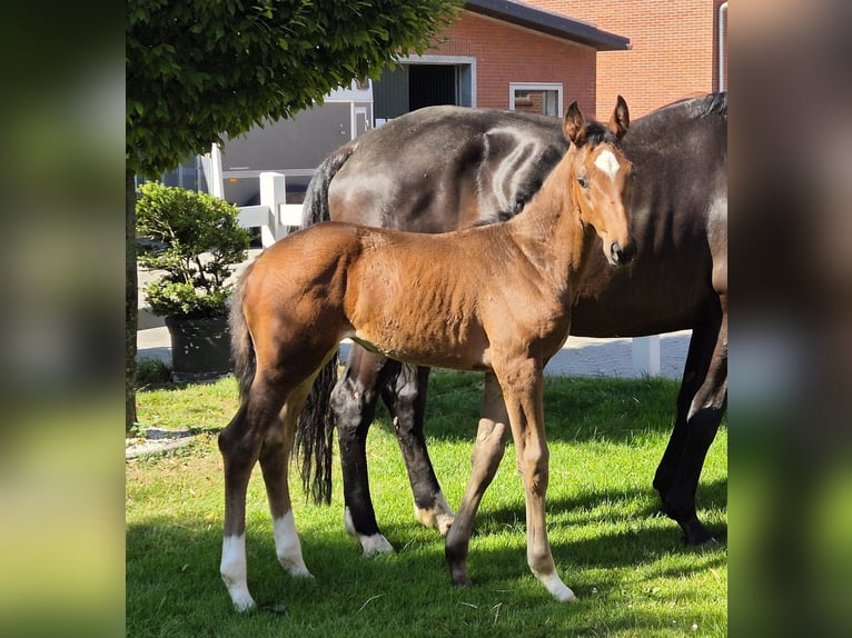 Hanoverian Mare 1 year 16.2 hh Bay-Dark in Spahnharrenstätte