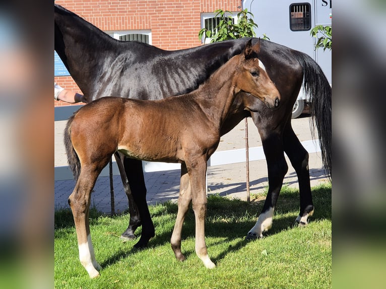 Hanoverian Mare 1 year 16.2 hh Bay-Dark in Spahnharrenstätte