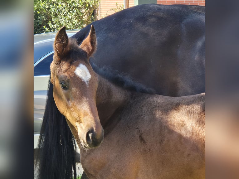 Hanoverian Mare 1 year 16.2 hh Bay-Dark in Spahnharrenstätte