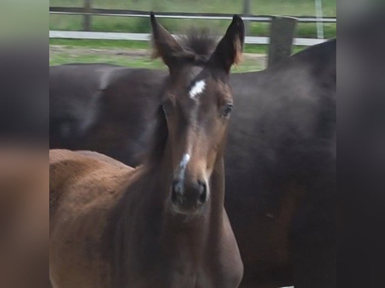 Hanoverian Mare 1 year 16,2 hh Bay-Dark in Lübeck