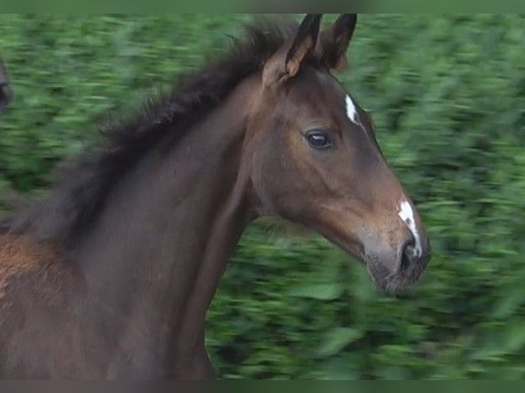 Hanoverian Mare 1 year 16,2 hh Bay-Dark in Lübeck