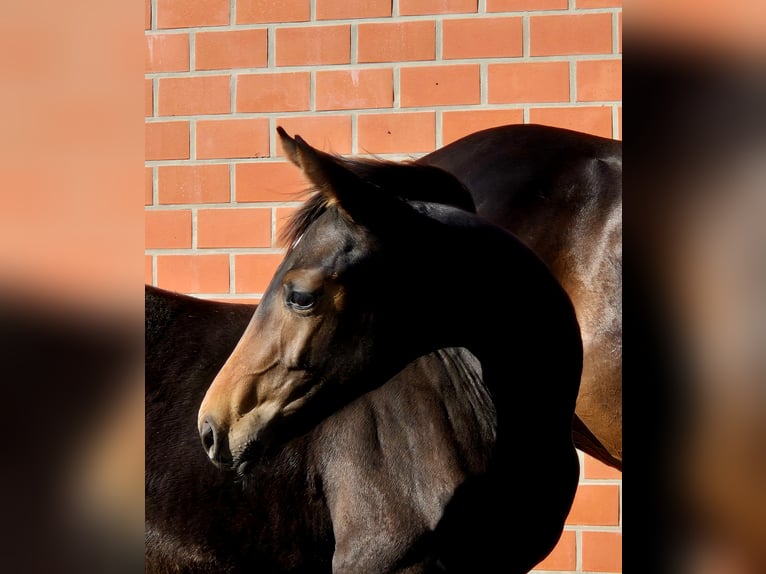 Hanoverian Mare 1 year 16.2 hh Bay-Dark in Ochtersum