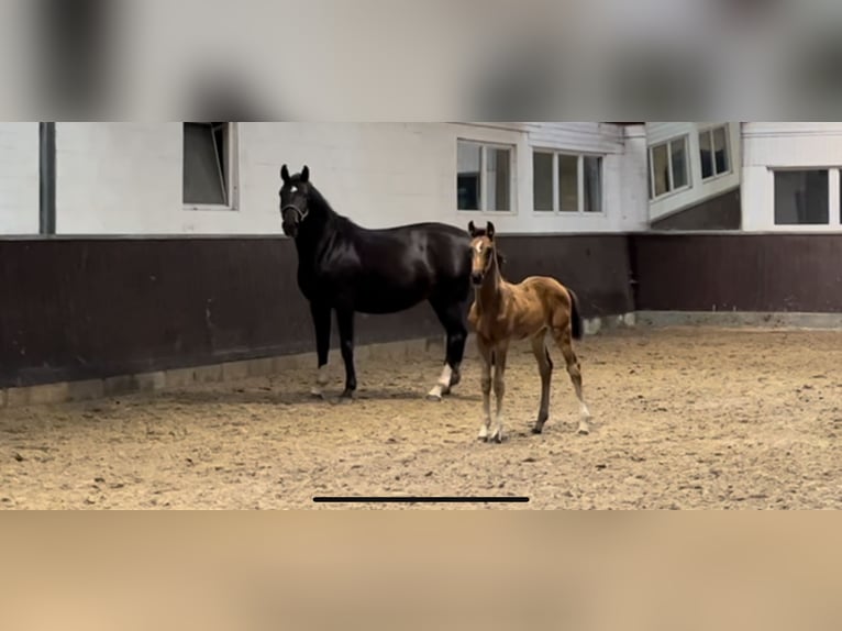 Hanoverian Mare 1 year 16,2 hh Bay-Dark in Hamburg Osdorf