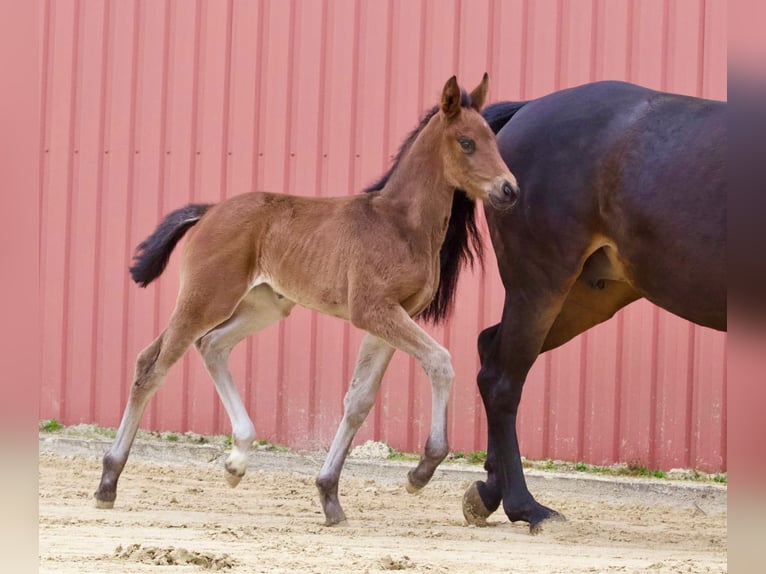 Hanoverian Mare 1 year 16,2 hh Bay-Dark in Heilshoop