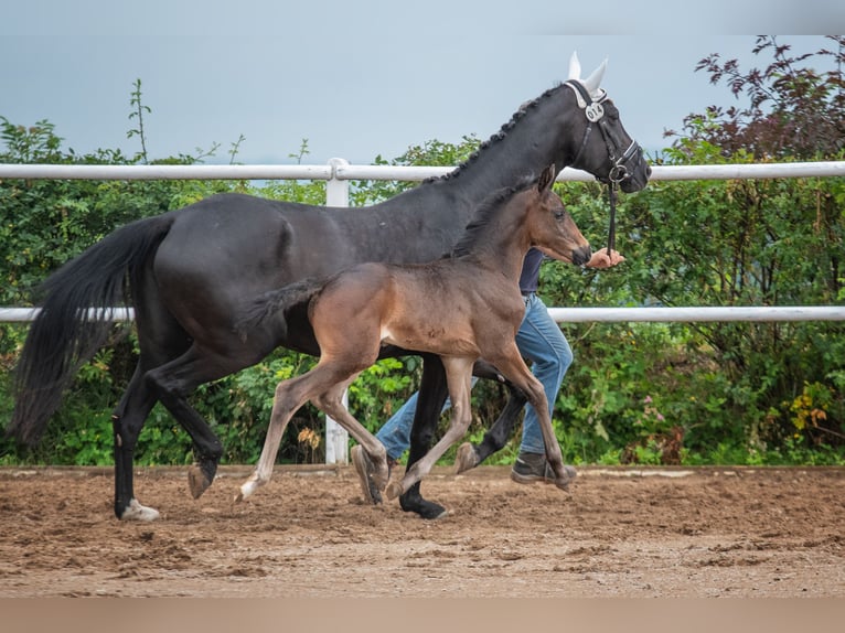 Hanoverian Mare 1 year 16,2 hh Bay-Dark in Hetschburg