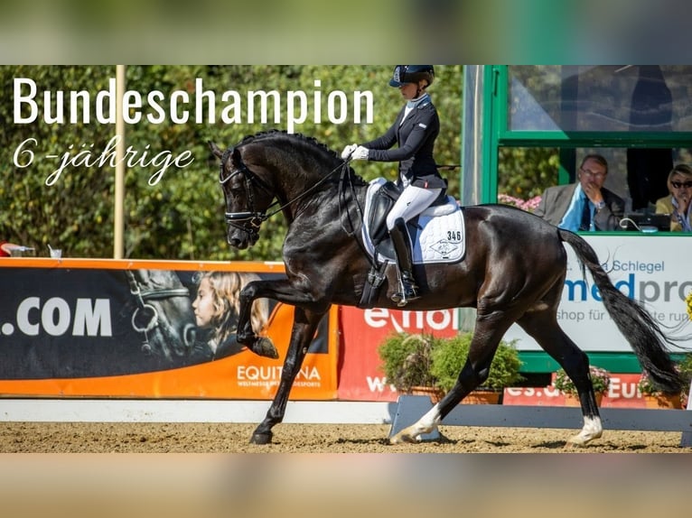 Hanoverian Mare 1 year 16,2 hh Bay-Dark in Hetschburg