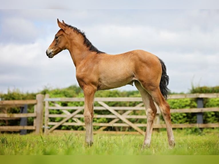 Hanoverian Mare 1 year 16,2 hh Bay in Norwich, Norfolk