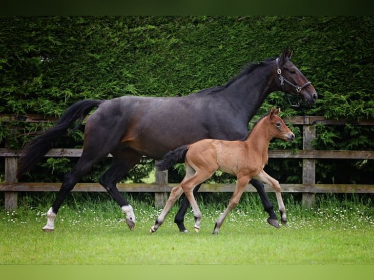 Hanoverian Mare 1 year 16,2 hh Bay in Norwich, Norfolk