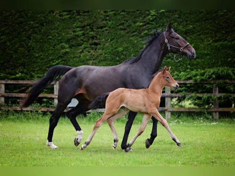 Hanoverian Mare 1 year 16,2 hh Bay in Norwich, Norfolk