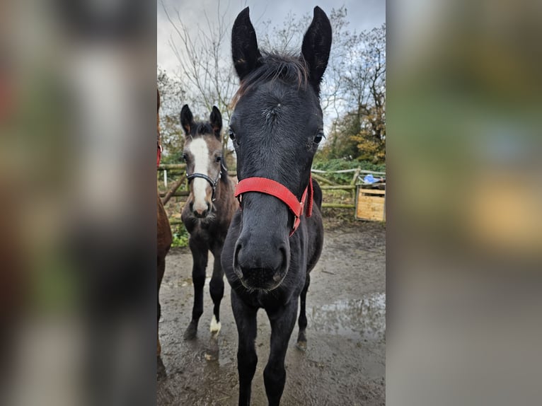 Hanoverian Mare 1 year 16,2 hh Black in Moers