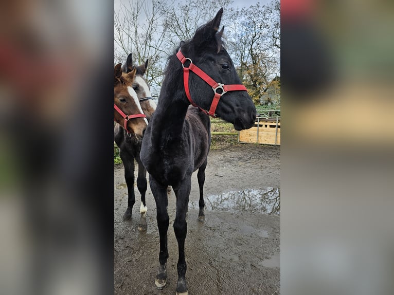 Hanoverian Mare 1 year 16,2 hh Black in Moers