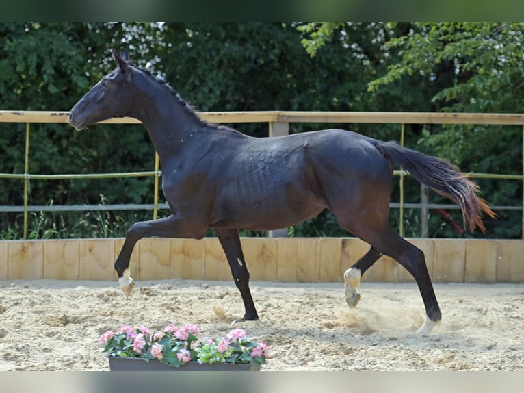 Hanoverian Mare 1 year 16.2 hh Black in Eisingen
