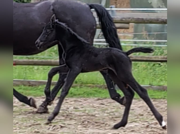 Hanoverian Mare 1 year 16,2 hh Black in Rosengarten