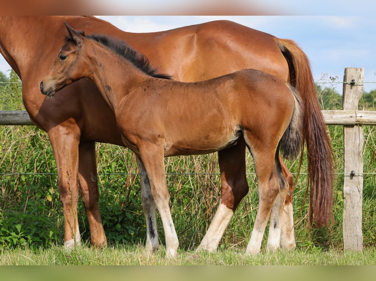 Hanoverian Mare 1 year 16,2 hh Brown in Ricklig