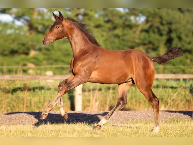 Hanoverian Mare 1 year 16.2 hh Brown in Rickling