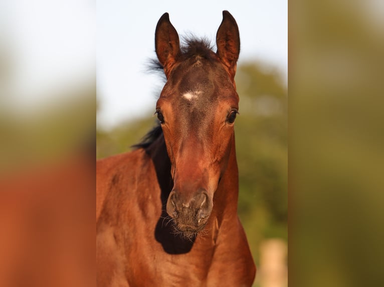 Hanoverian Mare 1 year 16.2 hh Brown in Rickling