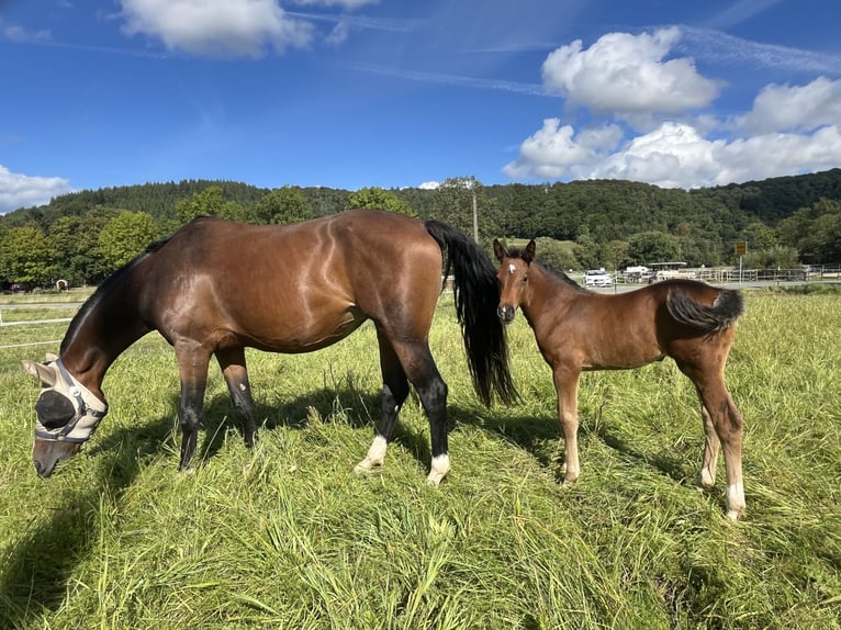 Hanoverian Mix Mare 1 year 16.2 hh Brown in Marienfels