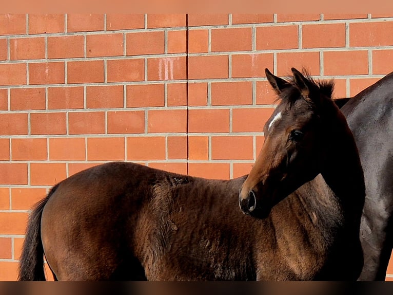 Hanoverian Mare 1 year 16.2 hh Brown in Ochtersum