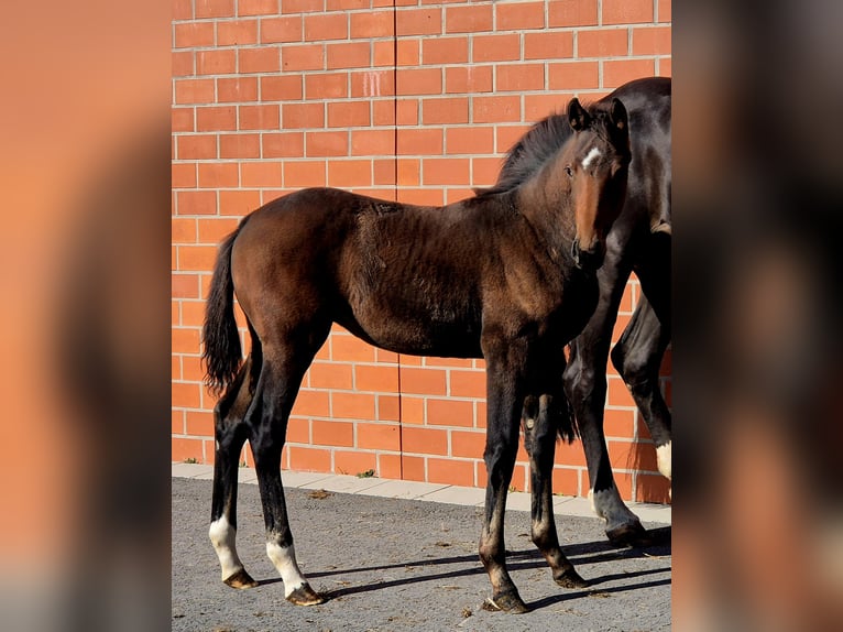 Hanoverian Mare 1 year 16.2 hh Brown in Ochtersum
