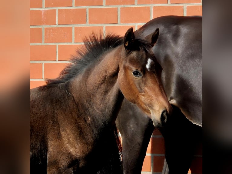 Hanoverian Mare 1 year 16.2 hh Brown in Ochtersum