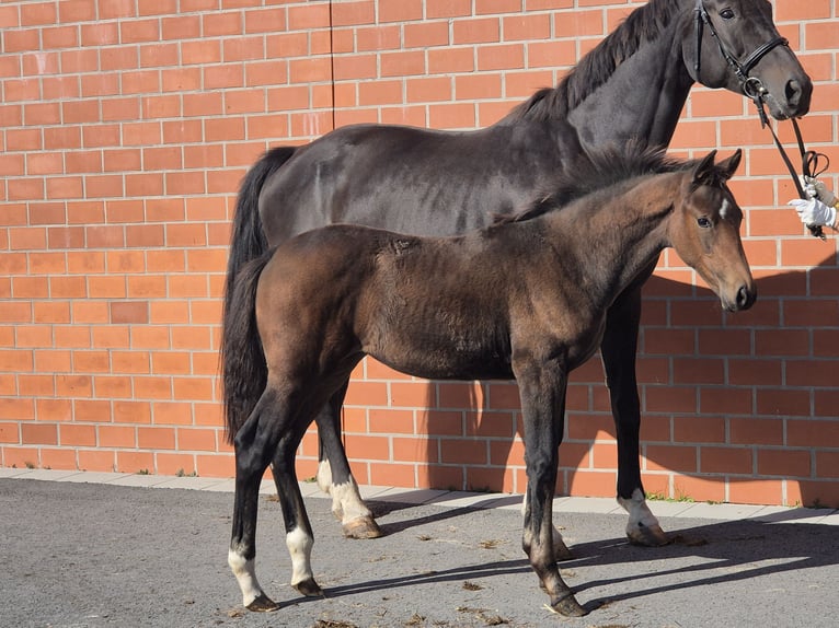 Hanoverian Mare 1 year 16.2 hh Brown in Ochtersum