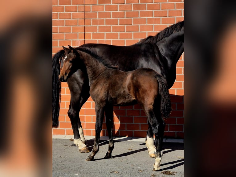 Hanoverian Mare 1 year 16.2 hh Brown in Ochtersum