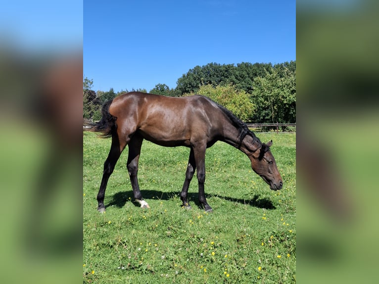 Hanoverian Mare 1 year 16,2 hh Brown in Soltau