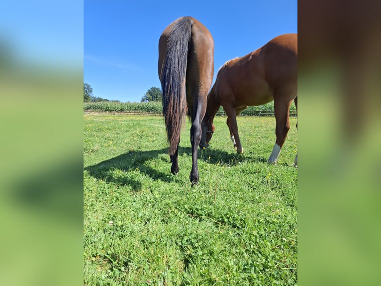 Hanoverian Mare 1 year 16,2 hh Brown in Soltau