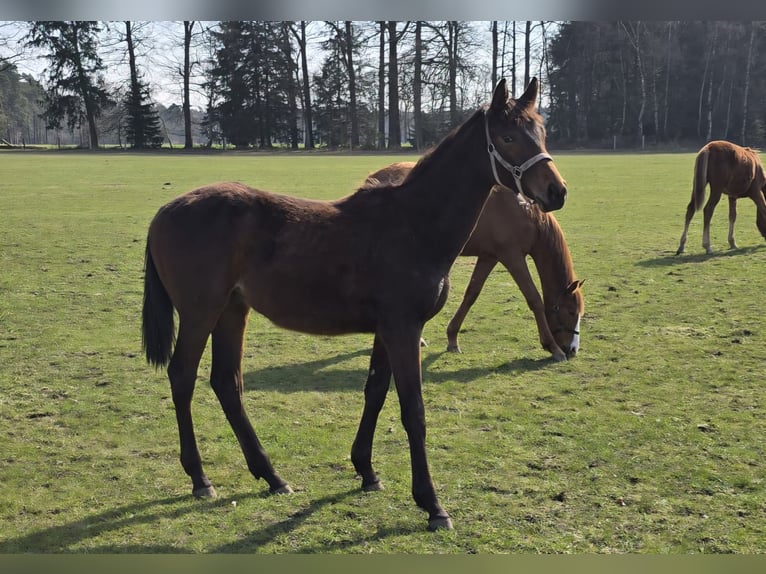 Hanoverian Mare 1 year 16.2 hh Brown in Bomlitz