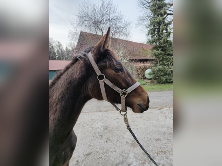 Hanoverian Mare 1 year 16.2 hh Brown in Bomlitz