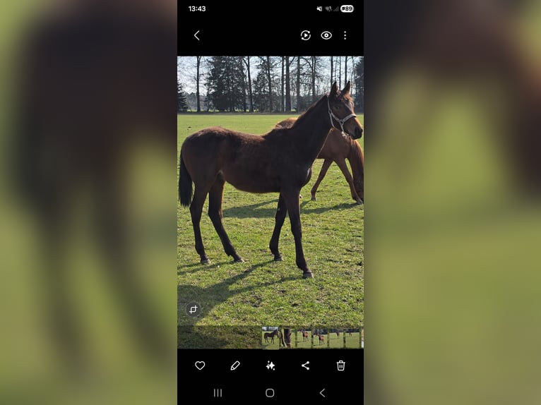 Hanoverian Mare 1 year 16.2 hh Brown in Bomlitz