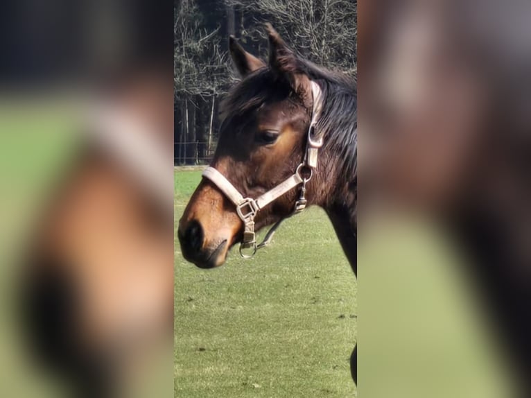 Hanoverian Mare 1 year 16.2 hh Brown in Bomlitz