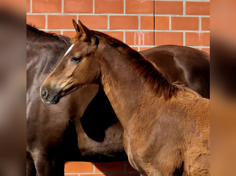 Hanoverian Mare 1 year 16.2 hh Chestnut in Ochtersum